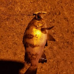 久しぶりの明石