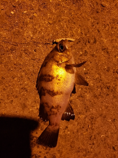 久しぶりの明石