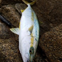 エバ、ヒラマサ、シイラ