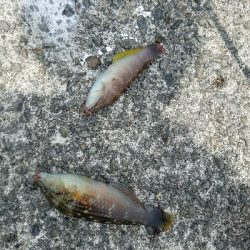 キス釣り　～太刀魚当たりなし～