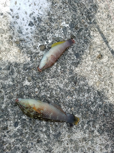 キス釣り　～太刀魚当たりなし～