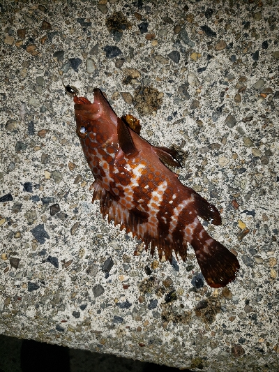 メバリング・ロックフィッシュ