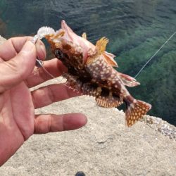 デイロックフィッシング