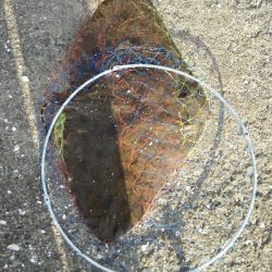 2019年5月29日釣行in箱崎ふ頭