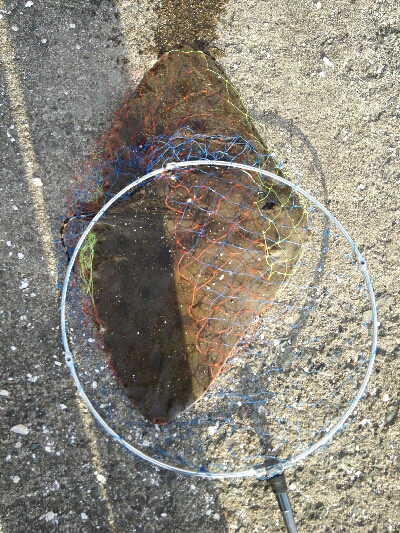 2019年5月29日釣行in箱崎ふ頭