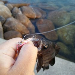 2019年5月15日釣行in伊崎漁港界隈