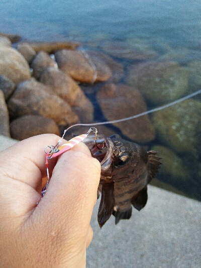2019年5月15日釣行in伊崎漁港界隈