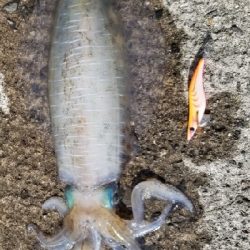アオリイカ 浮き釣り