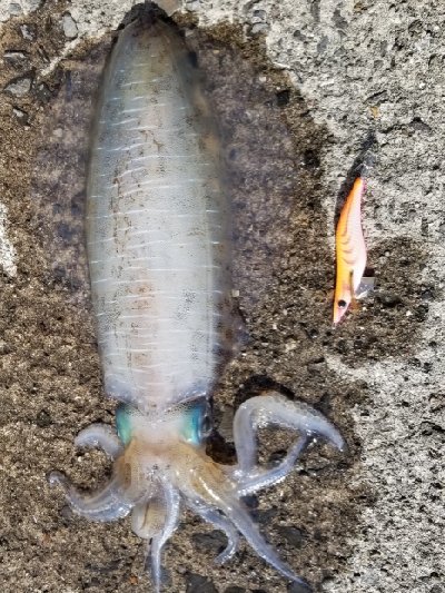 アオリイカ 浮き釣り