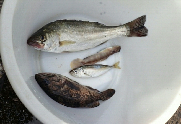 アジが釣りたかった！