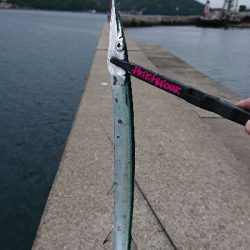 ライトゲーム&キス釣り