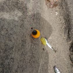 城ヶ島へ遠征で投げサビキ