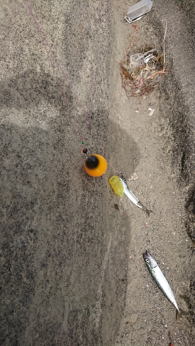 城ヶ島へ遠征で投げサビキ