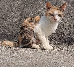 イワシとスズキがいっぱい