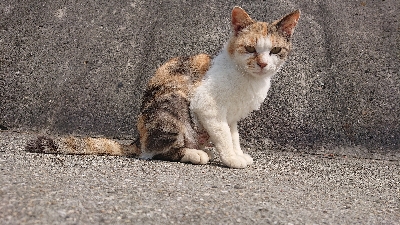 イワシとスズキがいっぱい
