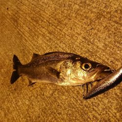 セイゴがいっぱいいましたー