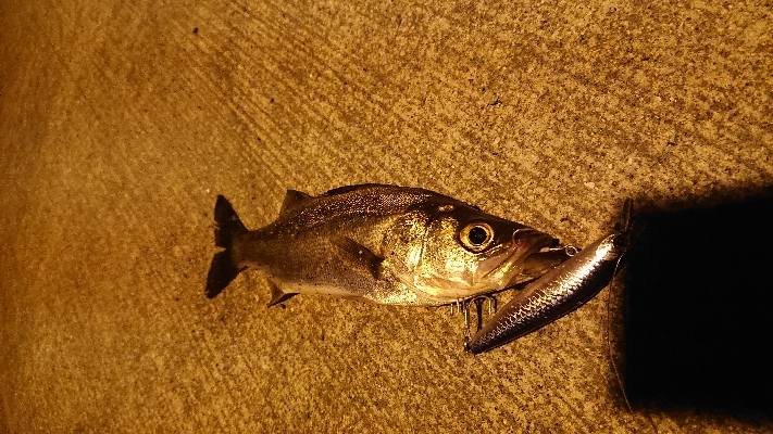 セイゴがいっぱいいましたー