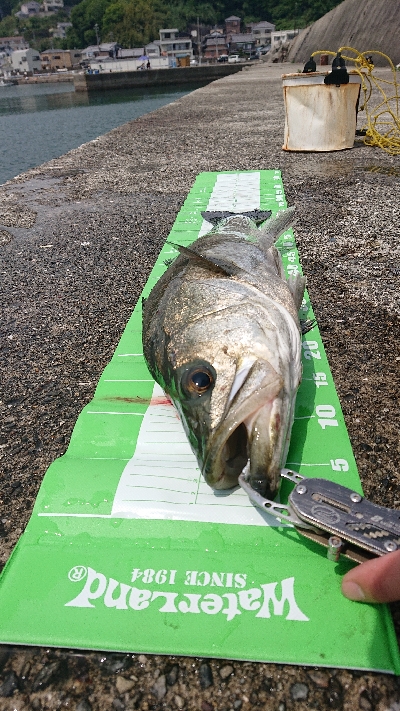 スズキいただきー！