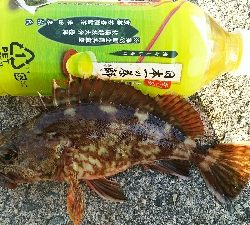 今年度初キュウセン