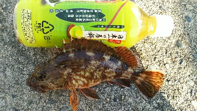 今年度初キュウセン