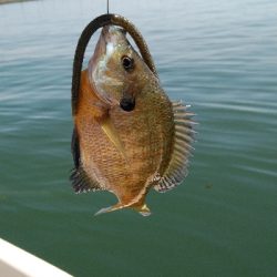 逃した魚は大きかった。。。