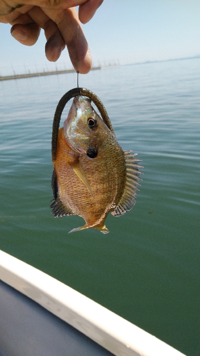 逃した魚は大きかった。。。