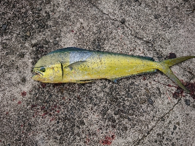 魚暑    魚署  マヒマヒ