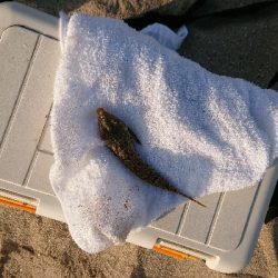 久しぶりにキス釣り