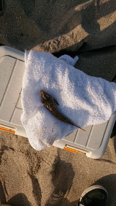 久しぶりにキス釣り