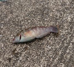 一文字突堤にて