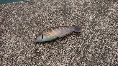 一文字突堤にて