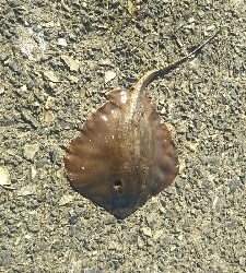 ヒラメ カレイ？エイ？