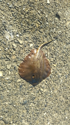 ヒラメ カレイ？エイ？