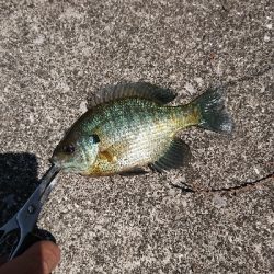 物部川 杉田ダム周辺 ギル釣り