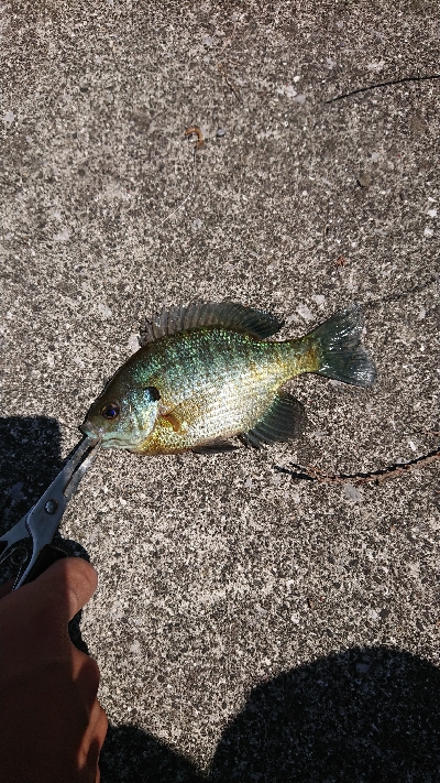 物部川 杉田ダム周辺 ギル釣り