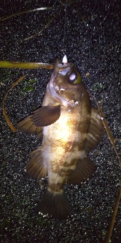 好調！？横浜アジング