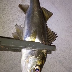 楽しいアジング