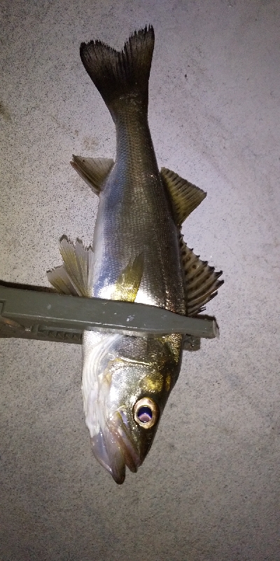 楽しいアジング