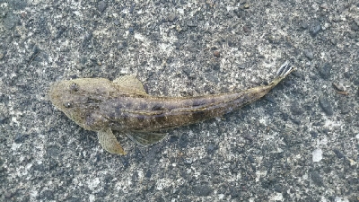 シーバス釣りたかったが