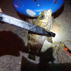 メバリング&エギング