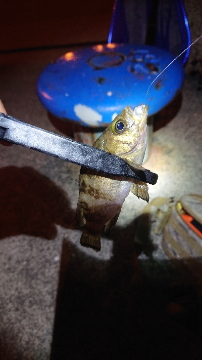 メバリング＆エギング