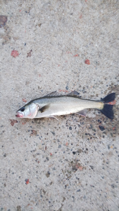 連休最後の釣行