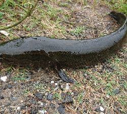 石土池 ライギョ