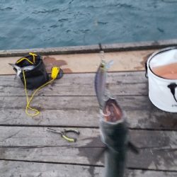 サゴシのジャンプ