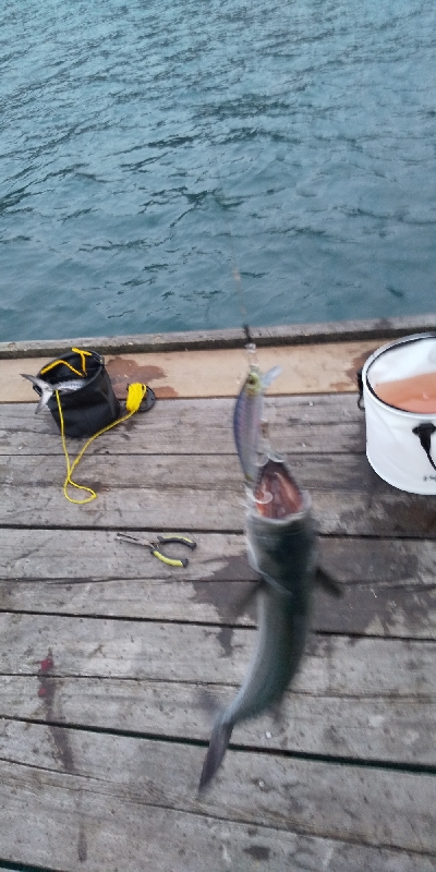 サゴシのジャンプ