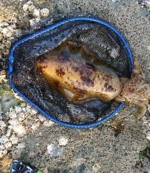 エギング釣行 その38