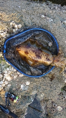 エギング釣行 その38