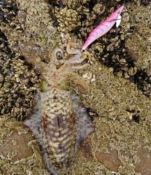 エギング釣行その37