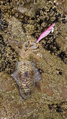 エギング釣行その37