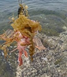 エギング釣行のハズが…